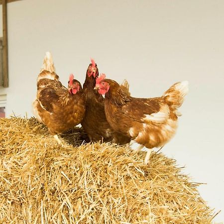 Ferienwohnung Murg Niederhof Εξωτερικό φωτογραφία