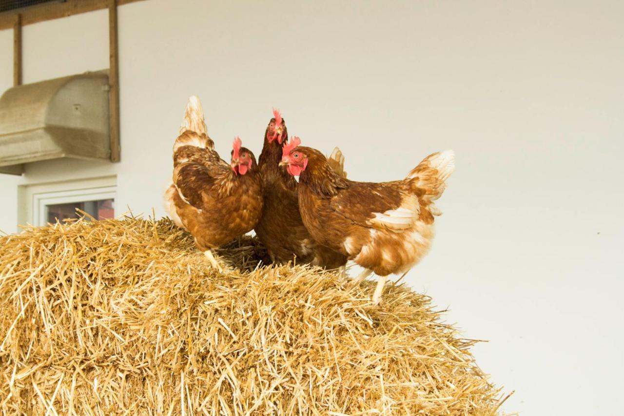Ferienwohnung Murg Niederhof Εξωτερικό φωτογραφία